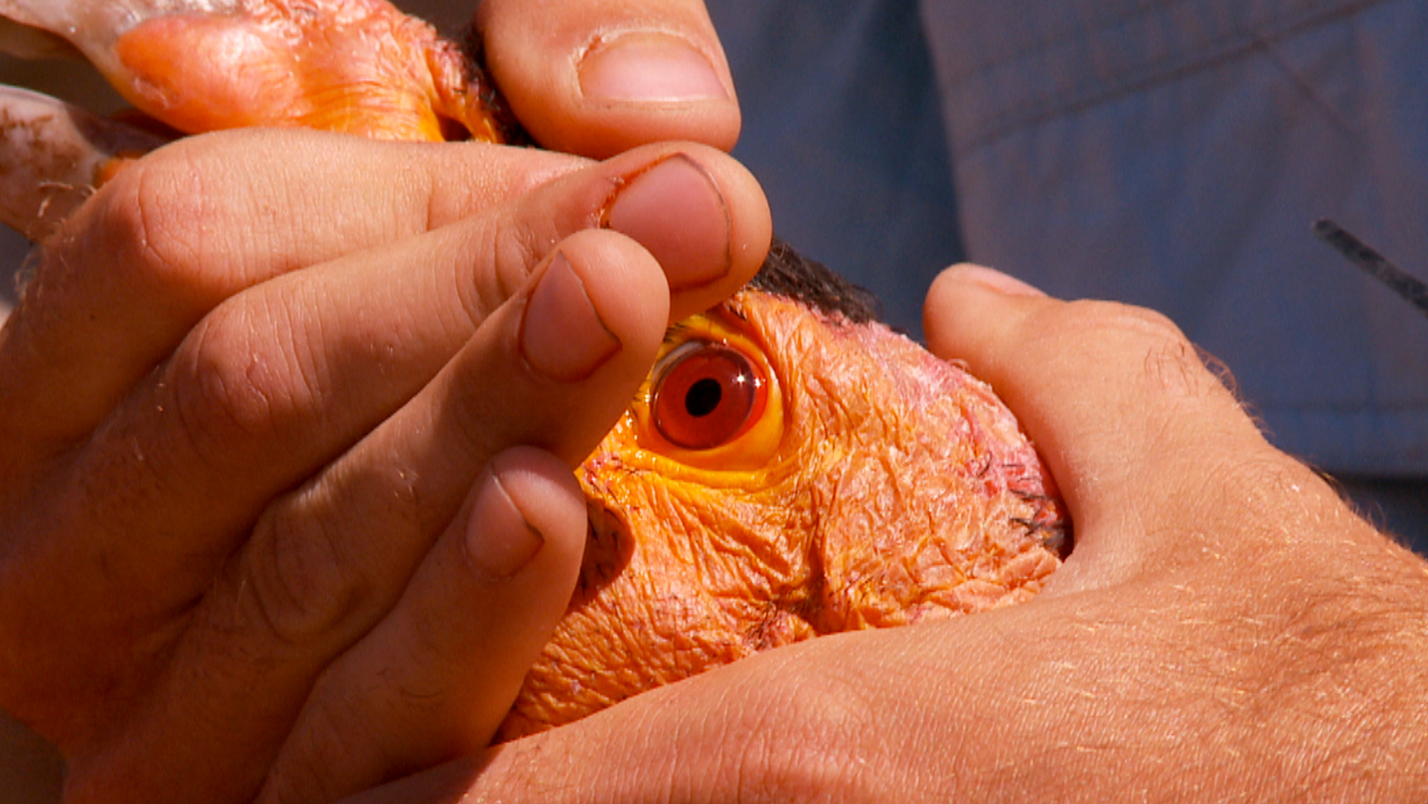 Condor in hand during lead blood level testing